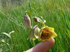 Fritillaria agrestis