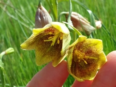 Fritillaria agrestis
