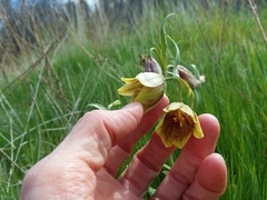 Fritillaria agrestis