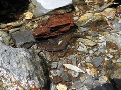 Desmognathus santeetlah