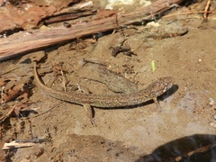 Desmognathus santeetlah