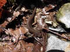 Desmognathus santeetlah