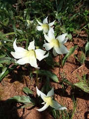 Erythronium multiscapideum