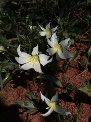 Erythronium multiscapideum