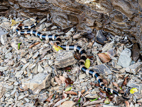 New Caledonian Sea Krait