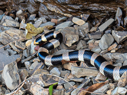 New Caledonian Sea Krait