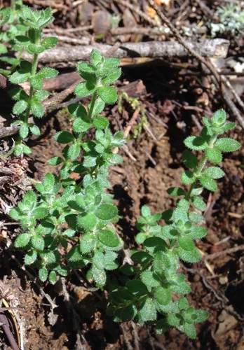 Galium californicum ssp. flaccidum