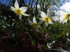 Erythronium multiscapideum