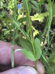 Plectritis macrocera