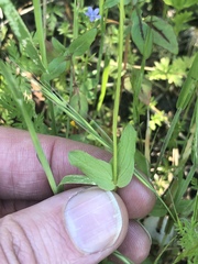 Plectritis macrocera