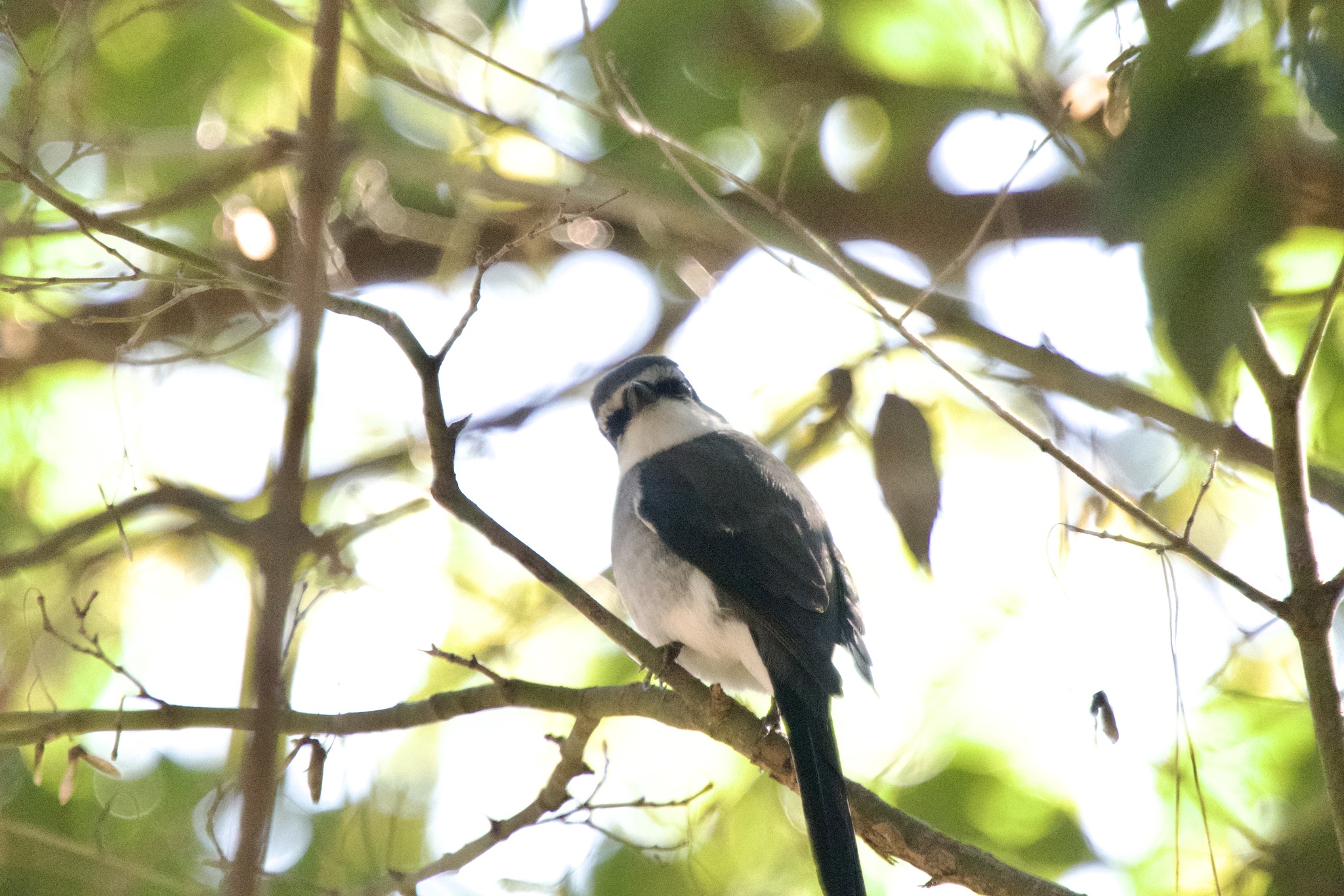 Ryukyu Minivet