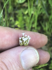 Plectritis macrocera