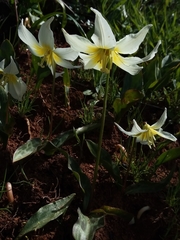 Erythronium multiscapideum