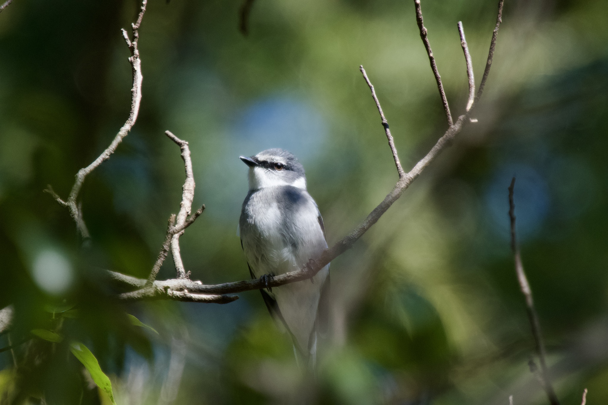 Ryukyu Minivet