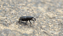 Sphenophorus parvulus