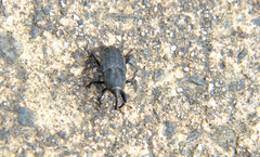 Sphenophorus parvulus