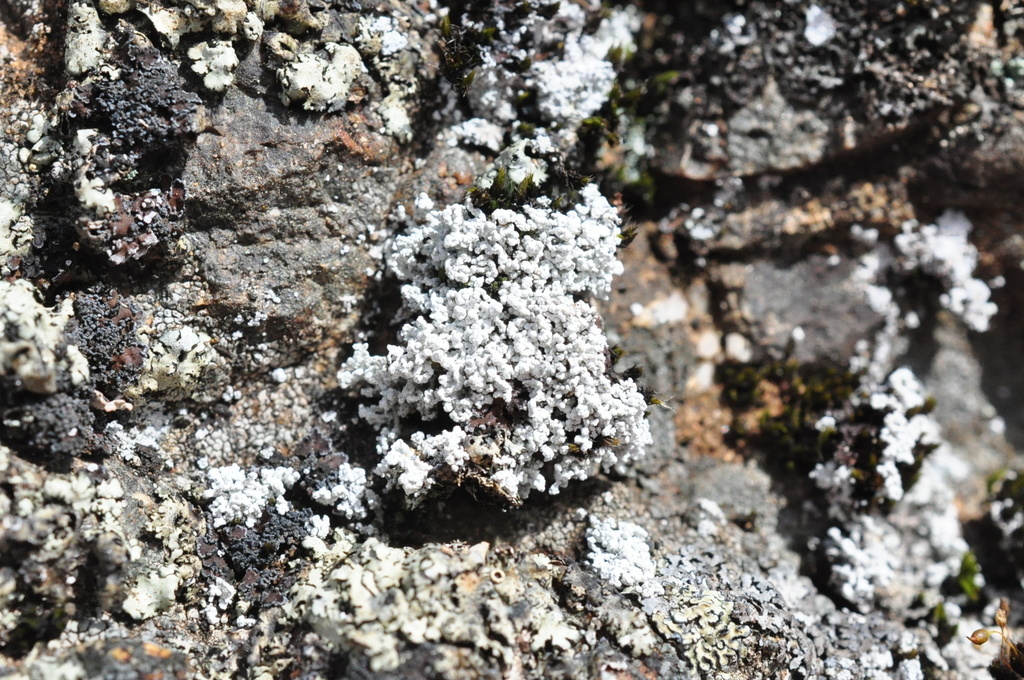Lesser Cottonthread Lichen