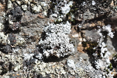 Lepraria subalbicans