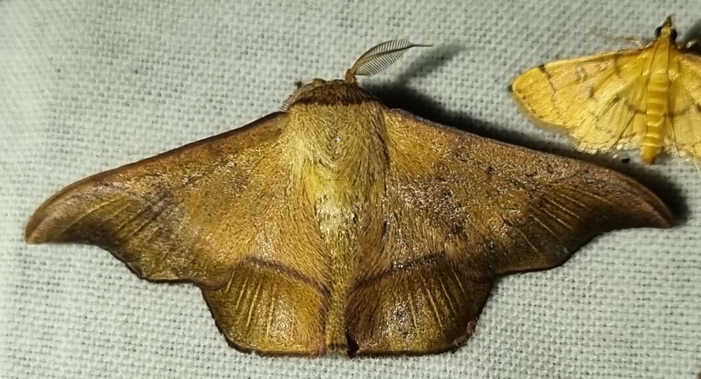 Alheita pulloides