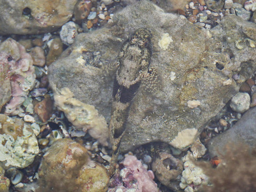 Bathygobius soporator