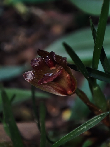 Maxillaria paranaensis, photograph 2