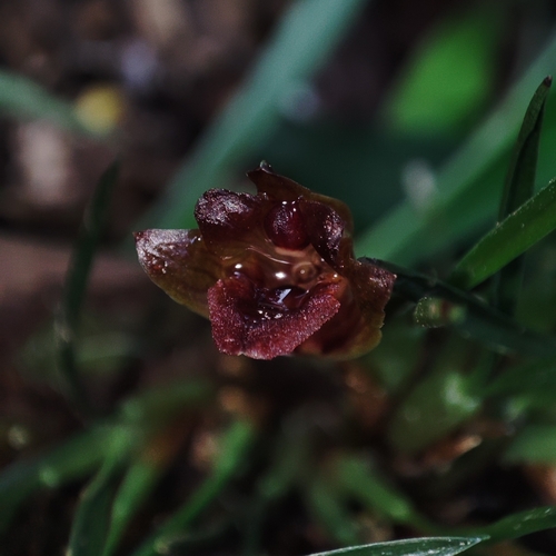 Maxillaria paranaensis, photograph 3