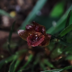 Maxillaria paranaensis, photograph (c) Johann Macedo, some rights reserved (CC BY)