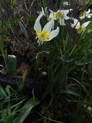 Erythronium multiscapideum