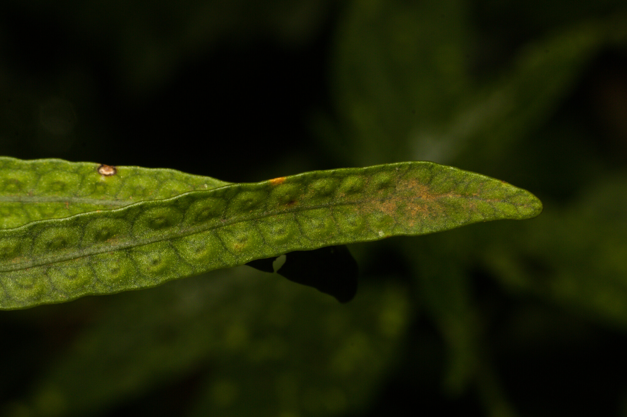 Microgramma mortoniana
