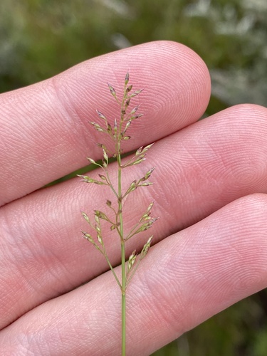 Calamagrostis gunniana, 2024-01-05