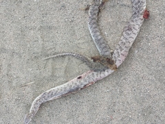 Arizona elegans eburnata
