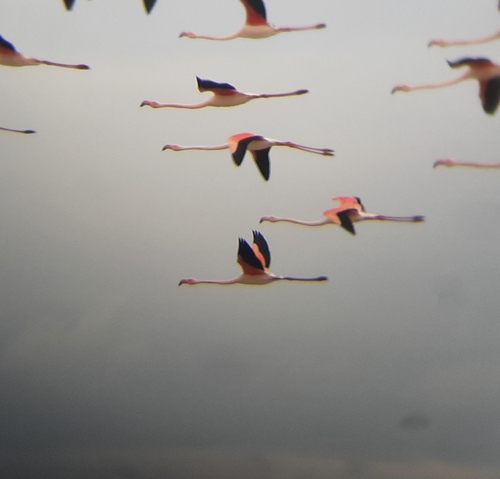 Flamingo