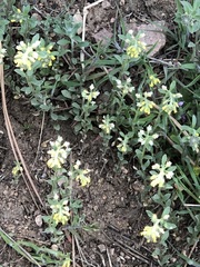 Alyssum desertorum
