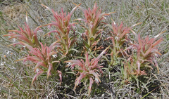 Castilleja sessiliflora
