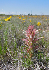 Castilleja sessiliflora