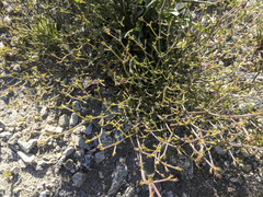 Chorizanthe brevicornu