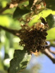 Callirhytis serricornis