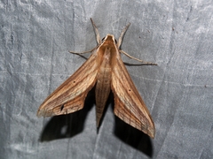 Xylophanes cthulhu