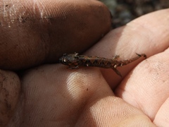 Desmognathus imitator