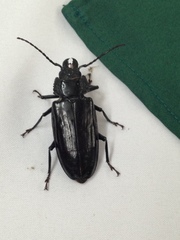 Mallodon chevrolatii