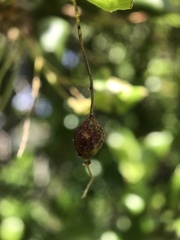 Callirhytis congregata