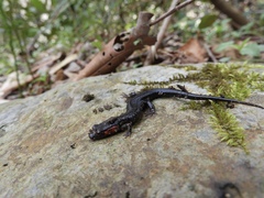 Desmognathus imitator