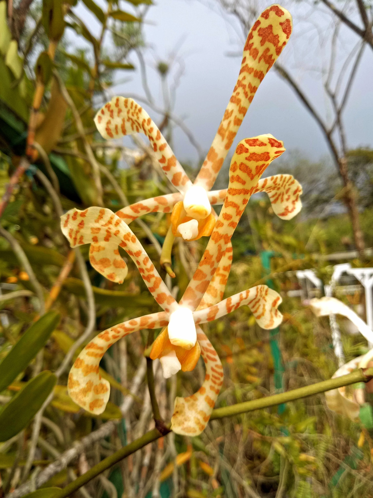 Imagem de Orquídea-aranha