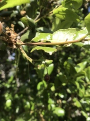 Callirhytis congregata