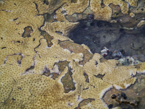 Palythoa caribaeorum