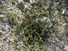 Chorizanthe brevicornu