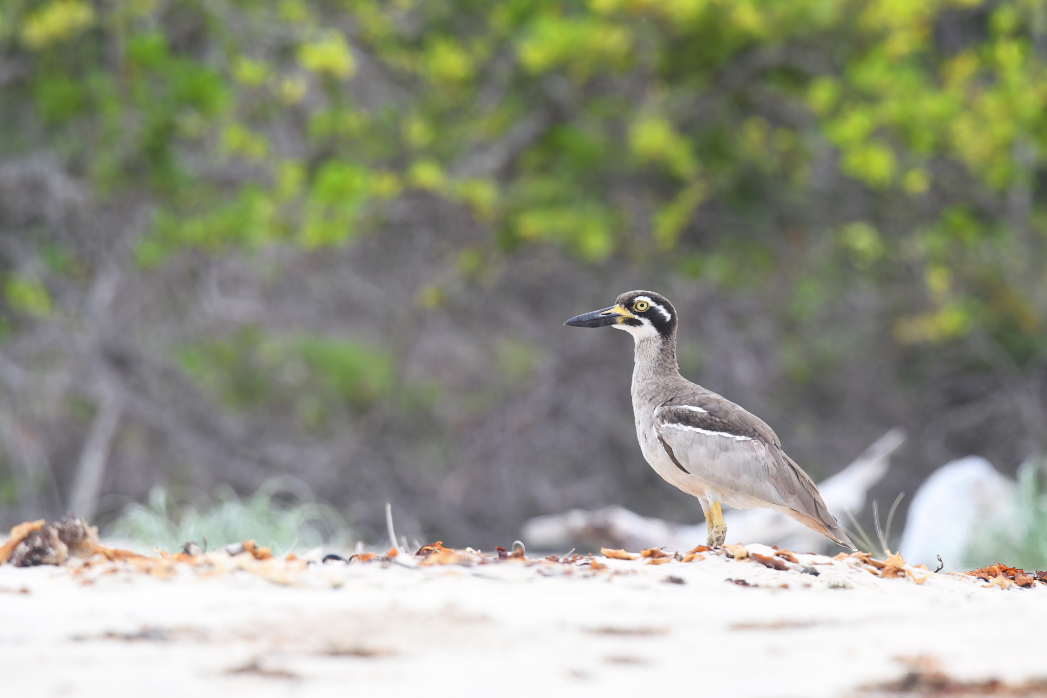 Beach Stone-curlew