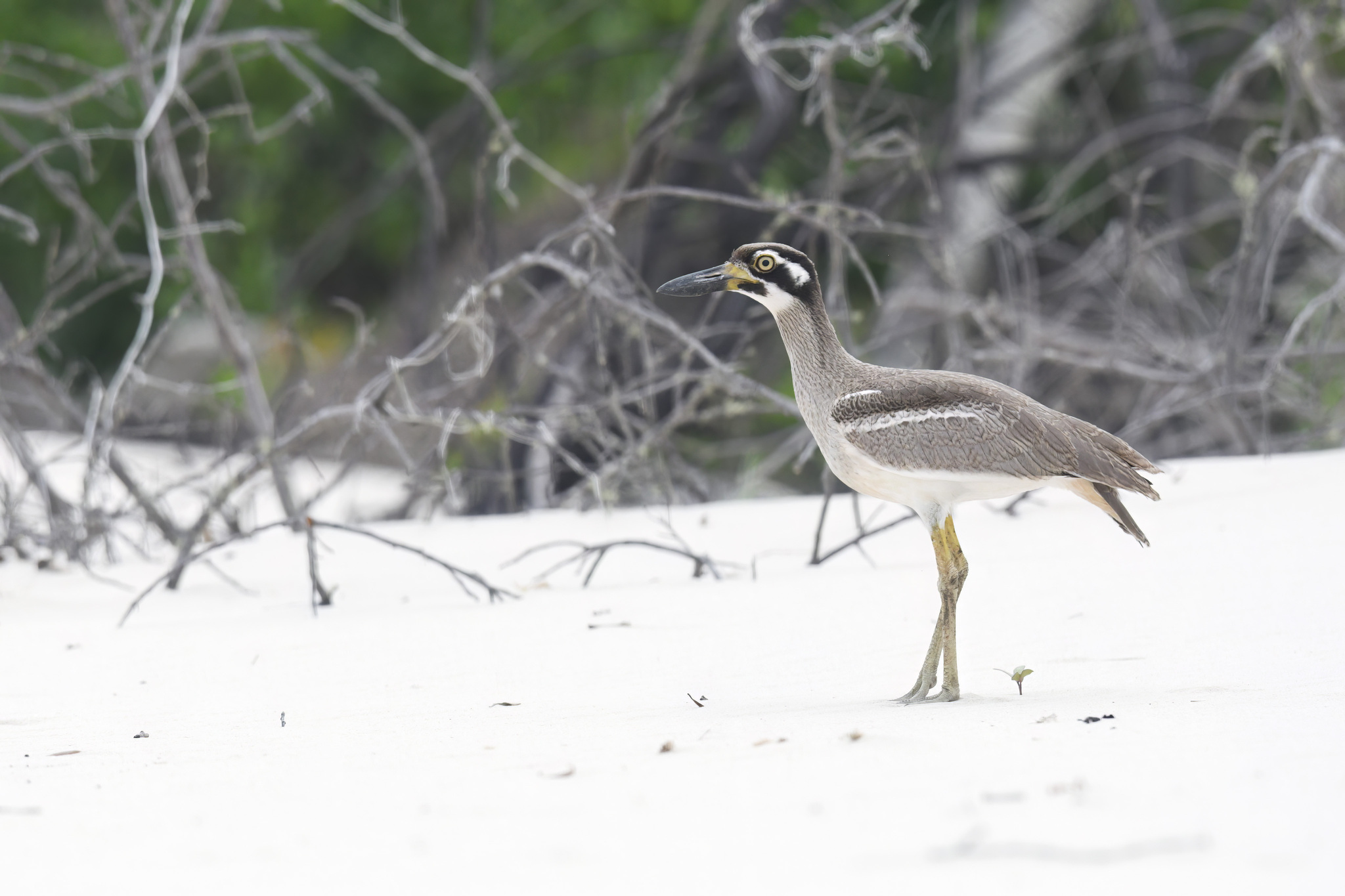 Beach Stone-curlew