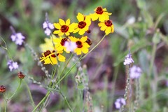 Coreopsis tinctoria tinctoria