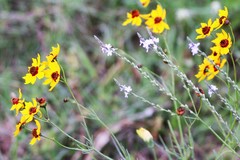 Coreopsis tinctoria tinctoria